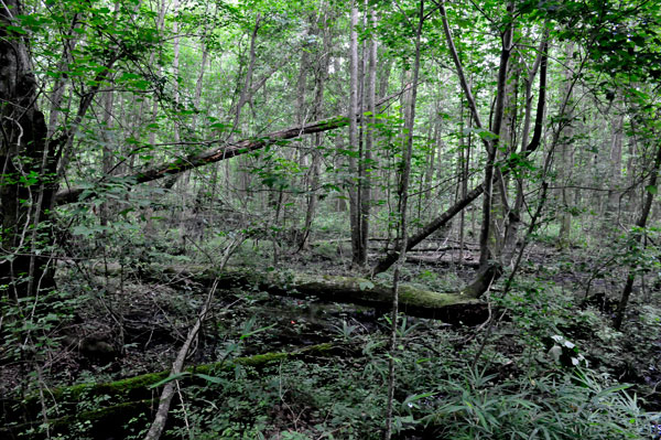 view from the trail at Dismal Swamp State Park